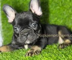 Francuski Buldog prelepi stenci