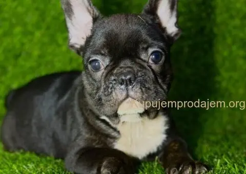 Francuski Buldog prelepi stenci - 5/7