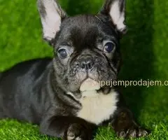 Francuski Buldog prelepi stenci