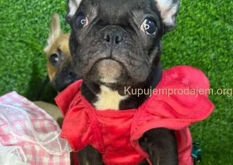 Francuski Buldog prelepi stenci - 6/7