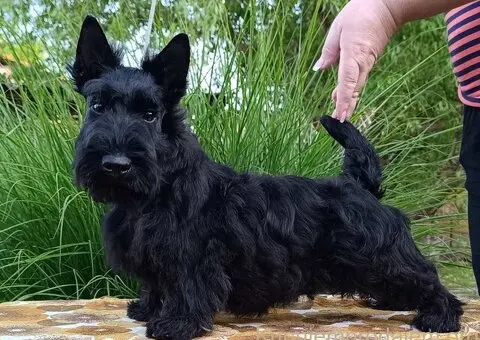 Štenci škotskog terijera - 1/3