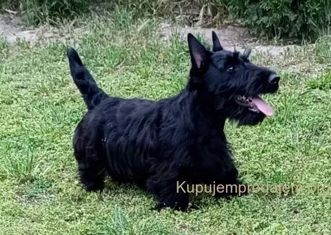 Štenci škotskog terijera - 2/3