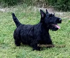 Štenci škotskog terijera