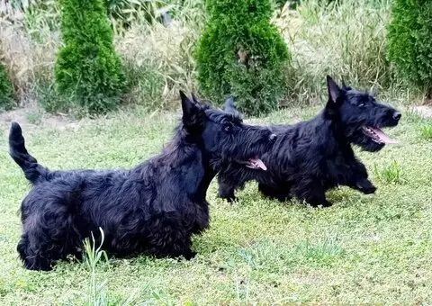 Štenci škotskog terijera - 3/3