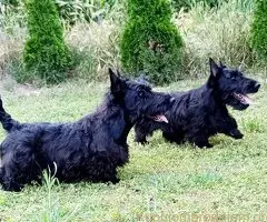 Štenci škotskog terijera