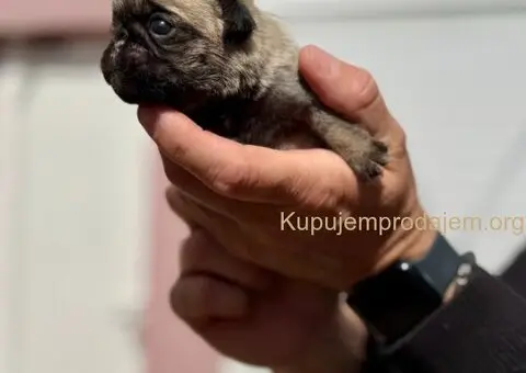 Mops prelepo žensko štene - 1/3