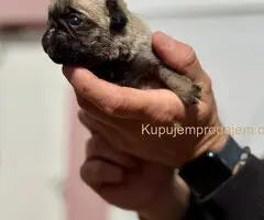 Mops prelepo žensko štene