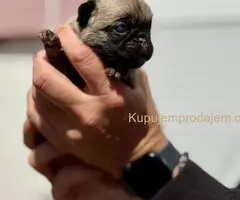 Mops prelepo žensko štene