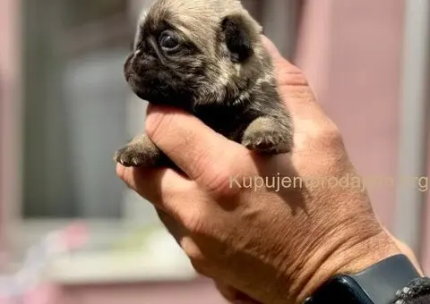 Mops prelepo žensko štene - 3/3