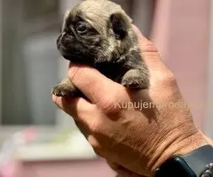 Mops prelepo žensko štene