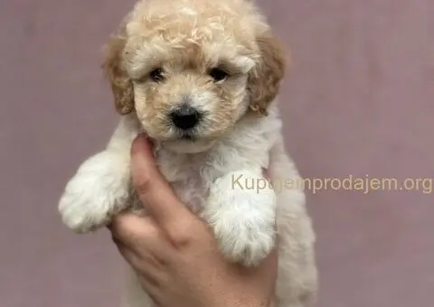 Patuljasta Aprikot Pudla štenci - 1/8