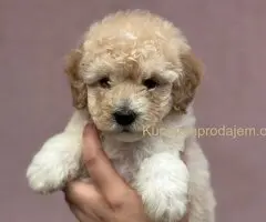 Patuljasta Aprikot Pudla štenci