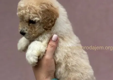 Patuljasta Aprikot Pudla štenci - 3/8