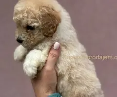 Patuljasta Aprikot Pudla štenci