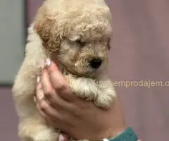 Patuljasta Aprikot Pudla štenci