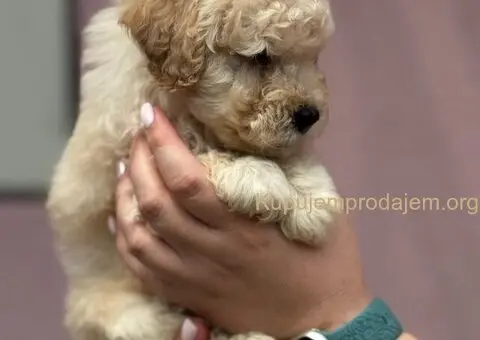 Patuljasta Aprikot Pudla štenci - 5/8