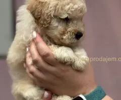 Patuljasta Aprikot Pudla štenci