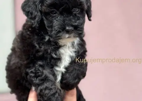 Patuljasta Aprikot Pudla štenci - 7/8