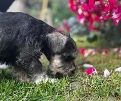 Štenci patuljastog šnaucera