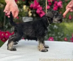 Štenci patuljastog šnaucera