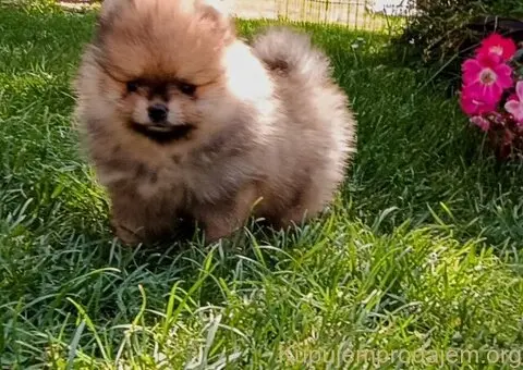 Štenci pomeranskog špica - 1/3