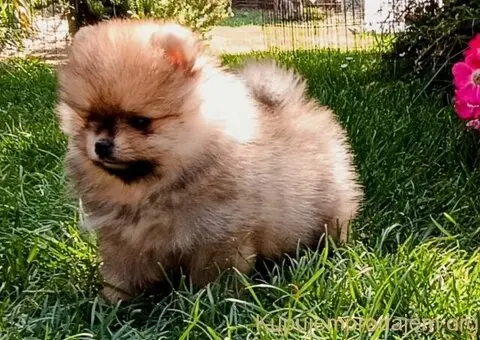 Štenci pomeranskog špica - 2/3