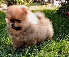 Štenci pomeranskog špica