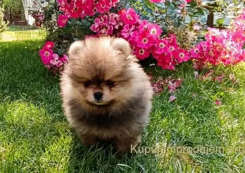 Štenci pomeranskog špica - 3/3