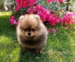 Štenci pomeranskog špica