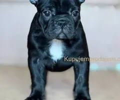 Francuski Buldog prelepi stenci