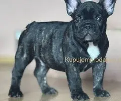 Francuski Buldog prelepi stenci