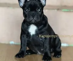 Francuski Buldog prelepi stenci