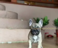 Francuski Buldog prelepi stenci
