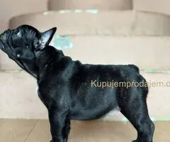 Francuski Buldog prelepi stenci
