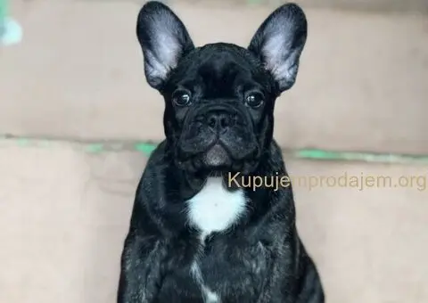 Francuski Buldog prelepi stenci - 8/12