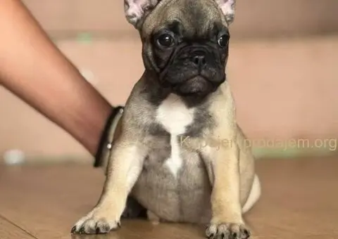 Francuski Buldog prelepi stenci - 9/12