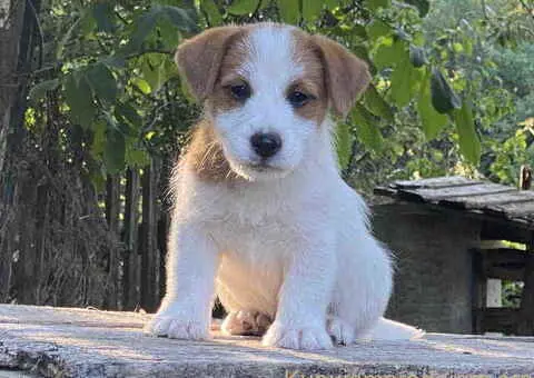 🐶 Dostupni oštrodlaki štenci dzek rasel terijera - 1/3