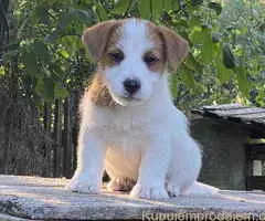 🐶 Dostupni oštrodlaki štenci dzek rasel terijera