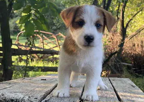 🐶 Dostupni oštrodlaki štenci dzek rasel terijera - 2/3