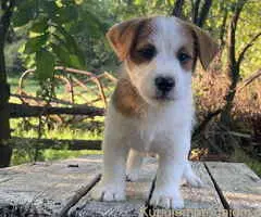 🐶 Dostupni oštrodlaki štenci dzek rasel terijera