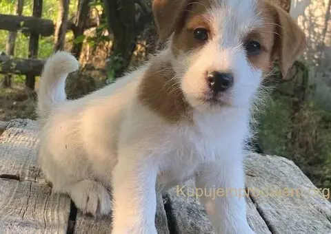 🐶 Dostupni oštrodlaki štenci dzek rasel terijera - 3/3