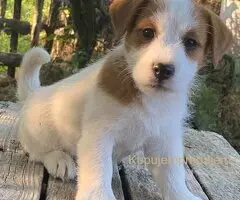 🐶 Dostupni oštrodlaki štenci dzek rasel terijera