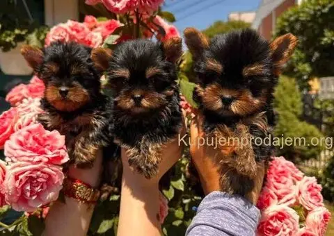 Jorkširski terijeri jorki terijeri - 1/10