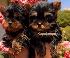 Jorkširski terijeri jorki terijeri