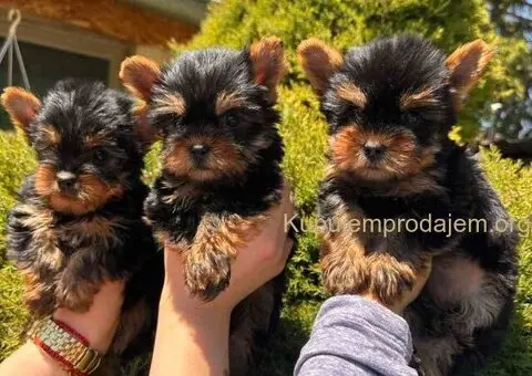 Jorkširski terijeri jorki terijeri - 3/10