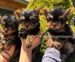 Jorkširski terijeri jorki terijeri