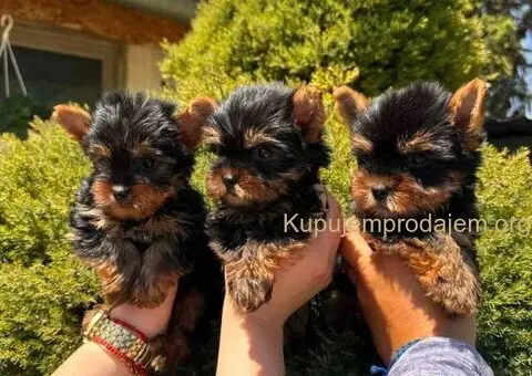 Jorkširski terijeri jorki terijeri - 4/10