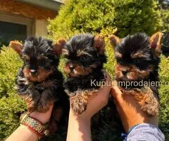 Jorkširski terijeri jorki terijeri