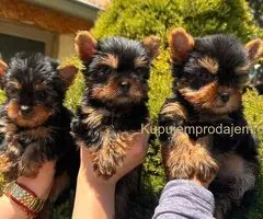 Jorkširski terijeri jorki terijeri