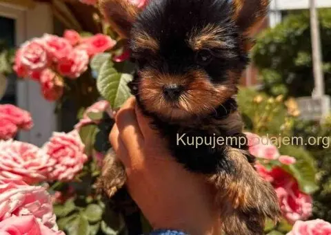 Jorkširski terijeri jorki terijeri - 8/10